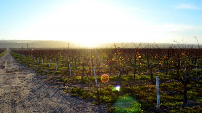 Sunset & Vineyards