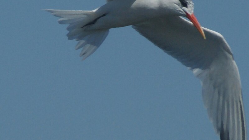 Black Skimmer 2