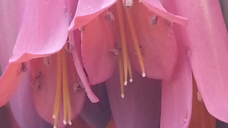 Kalancho Flowers