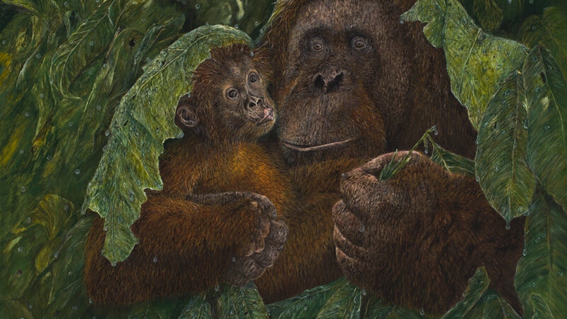 orangutan, baby, rain, rain bonnets, wildlife, monkeys, apes