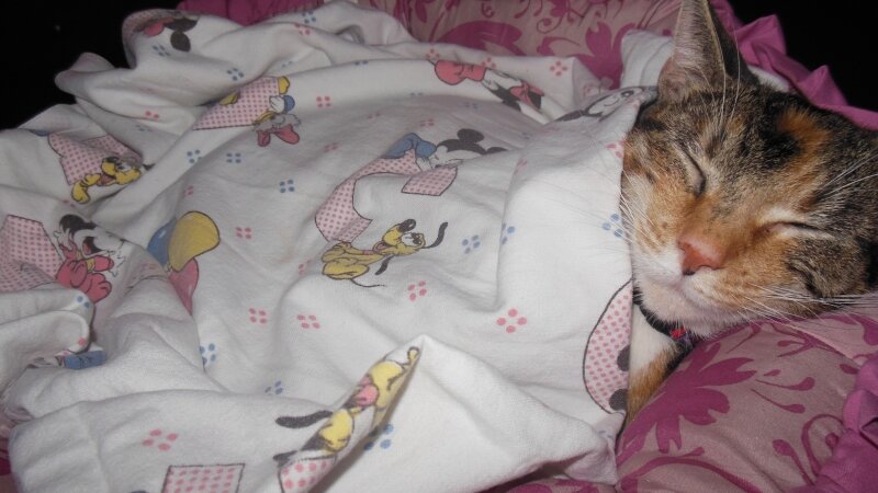 sleepy katty