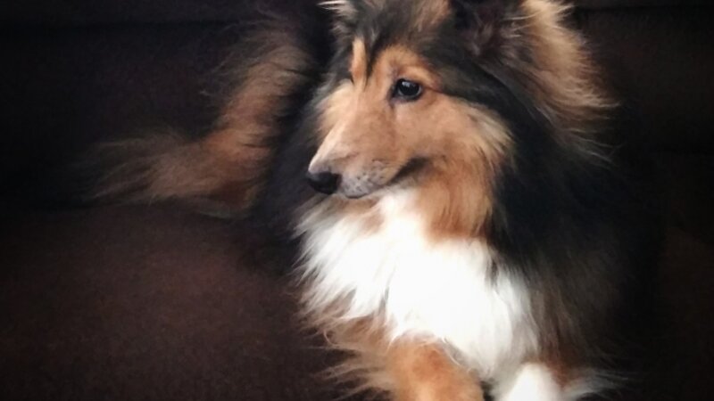 Shetland Sheepdog