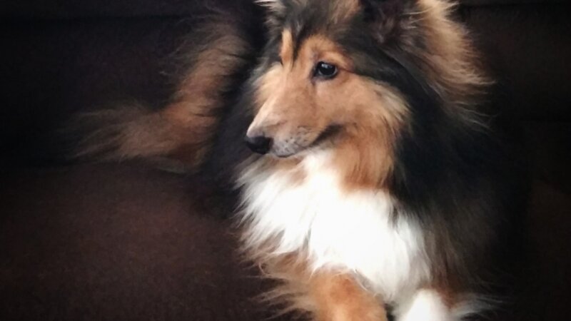 Shetland Sheepdog