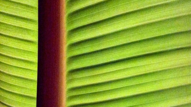 Banana Leaf