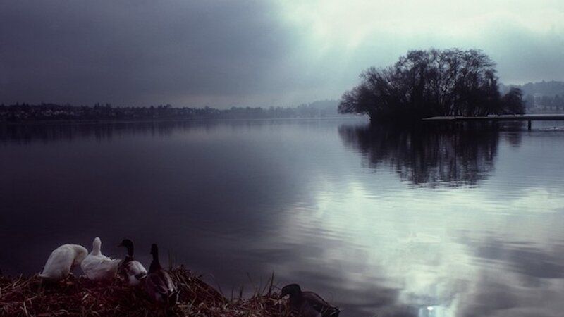 Greenlake Ducks