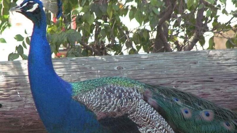 Peacock outside of KOA in Santa Paula