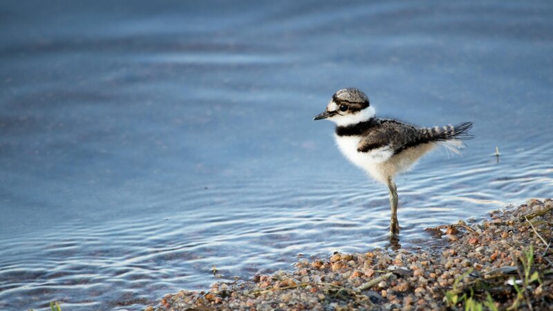 Big World, Little Bird