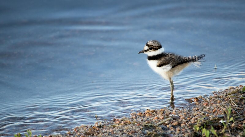 Big World, Little Bird