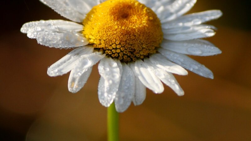 Daisy in the Dew