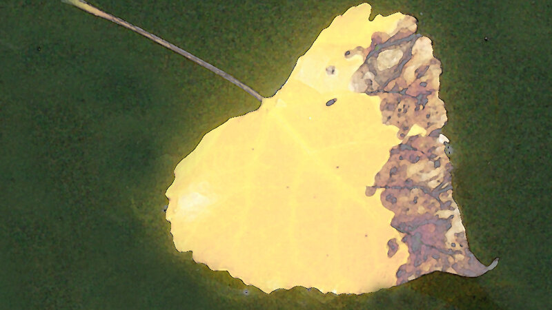 Floating Leaf