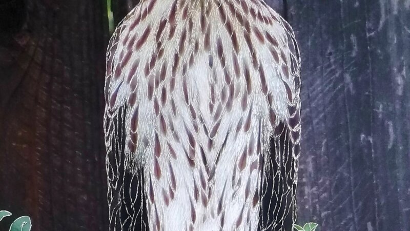 Ms. Cooper's Hawk