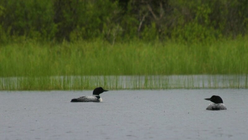 Loons in rain