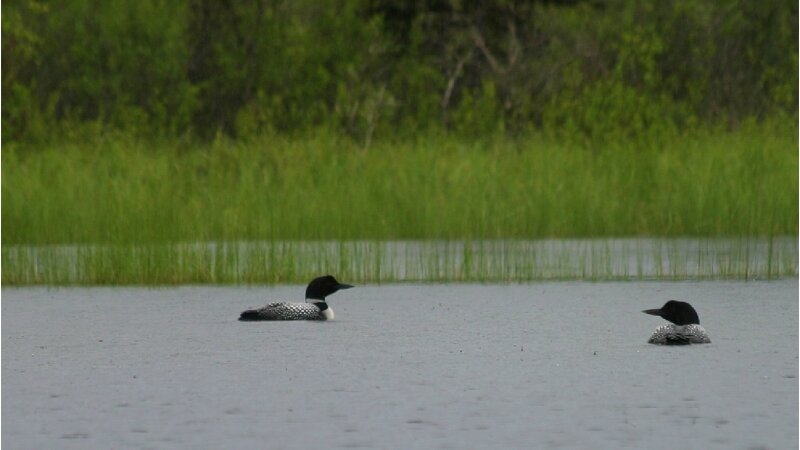 Loons in rain