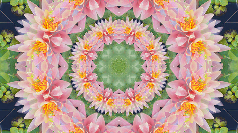 Lotus