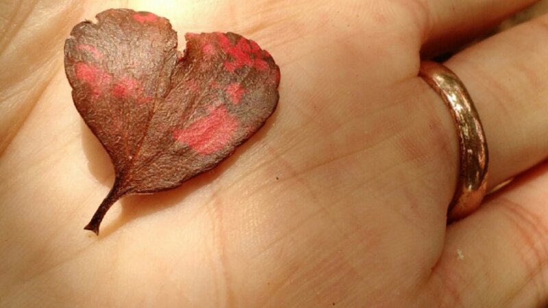love in the hand