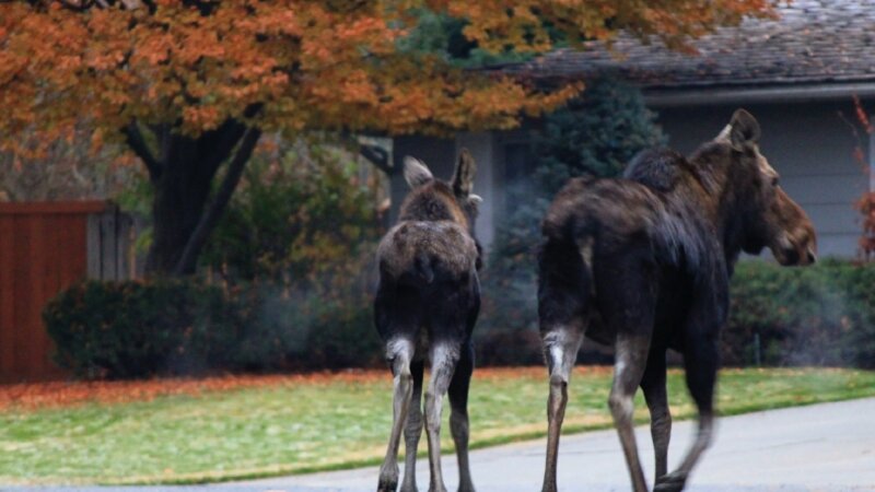 "neighborhood stroll"
