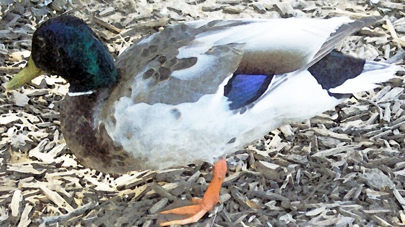 Mallard 1