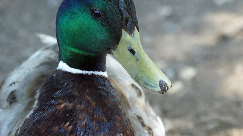 Mallard 2
