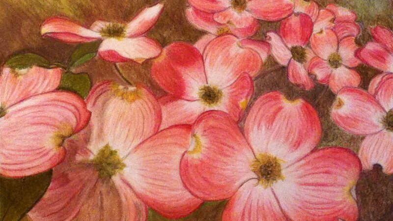 Augusta Georgia pink dogwood