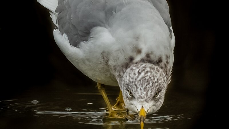 Mirror Mirror on the Ice 