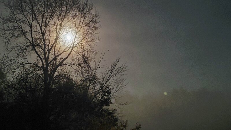 Moon Fog Tree@2020