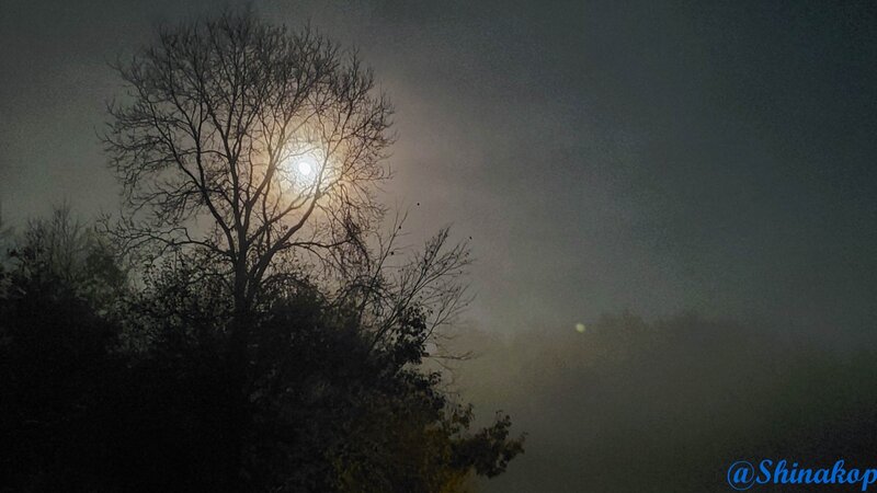 Moon Fog Tree@2020