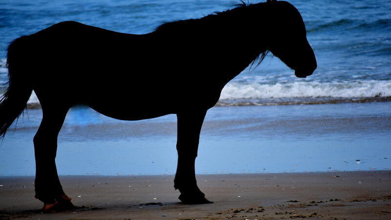 Moon Lit Horse on the Beach