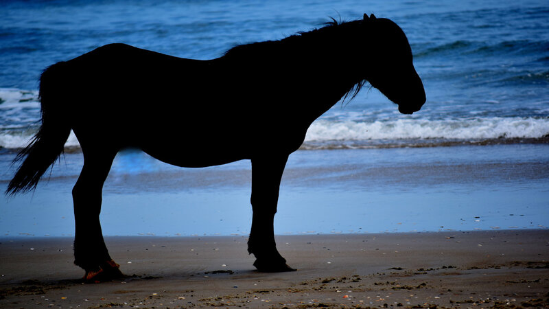 Moon Lit Horse on the Beach
