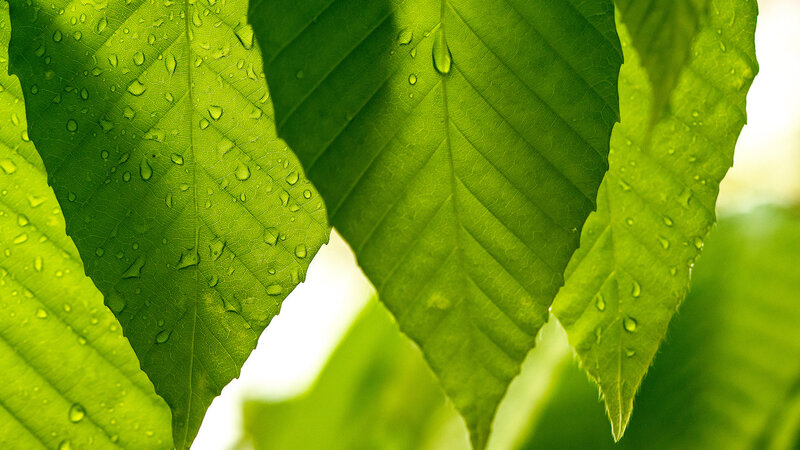 Morning Sun in the Woods