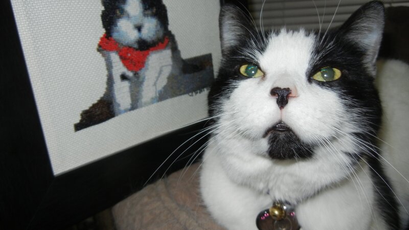 Muffin The Cat
