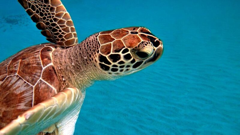 Haggan Mititanos "Wise Turtle"