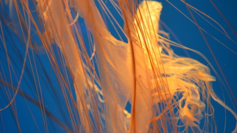 Natures Deadly Beauty