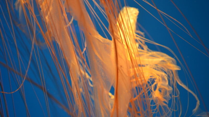 Natures Deadly Beauty