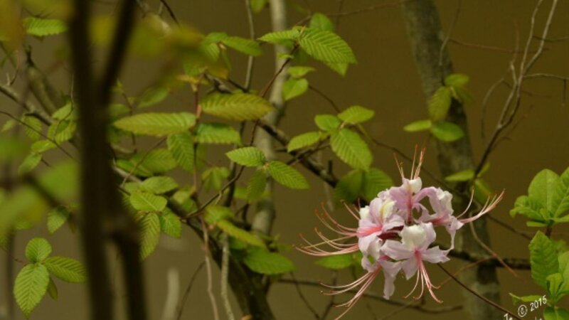 Neuse River Trail Flower