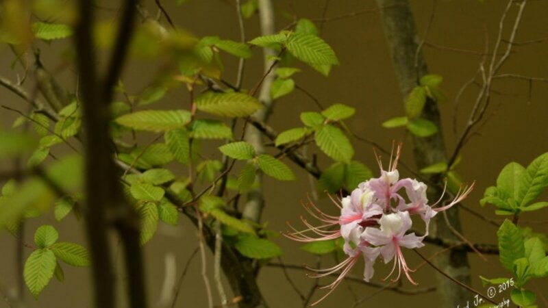 Neuse River Trail Flower