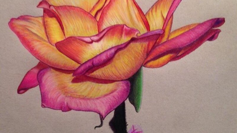 Floating Rose