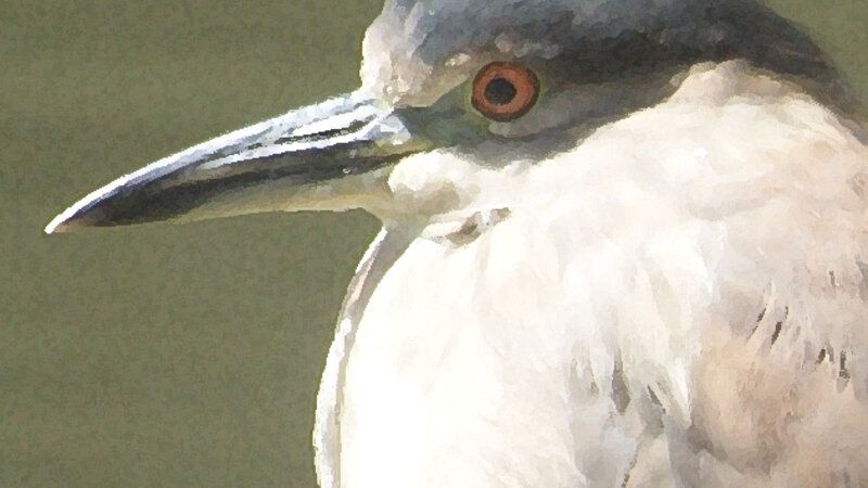 Night Heron