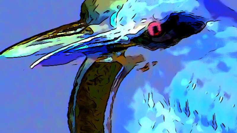 Night Heron 3