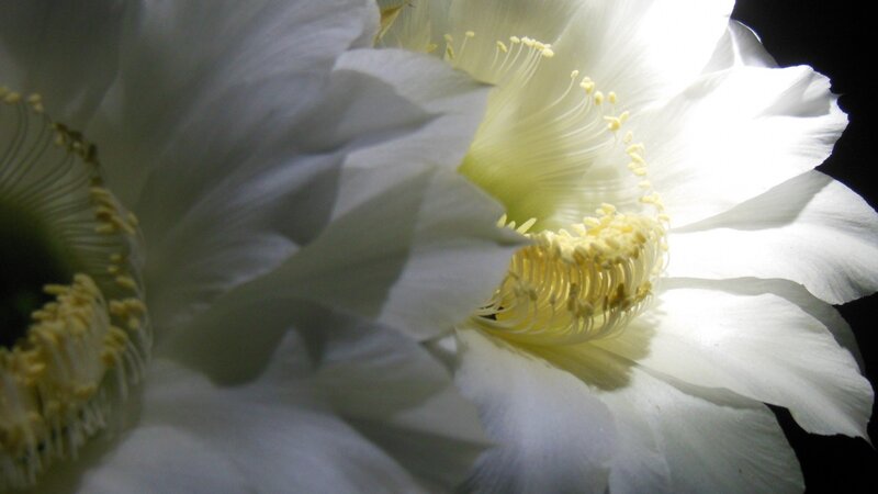 Night Blooming Cactus