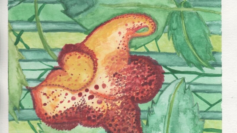 noli me tangere gemma