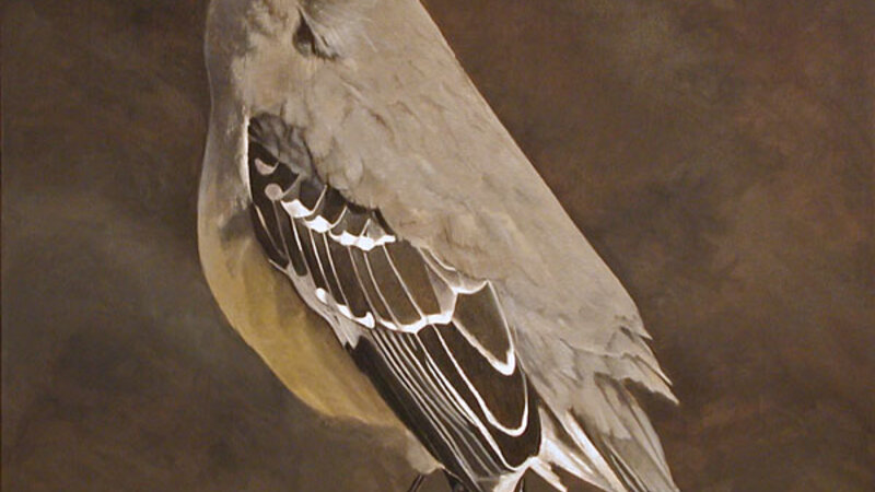 northern mockingbird