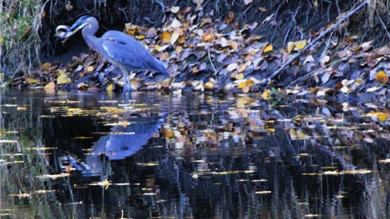 Reflection in blue