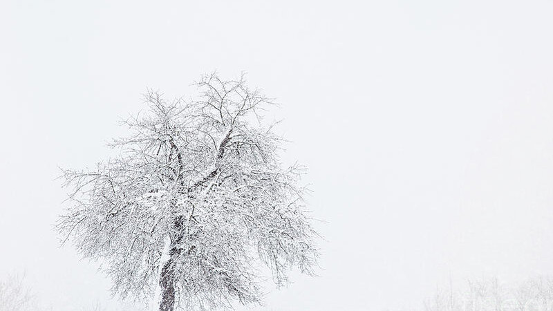 Standing Strong Apple Tree in a Blizzard 