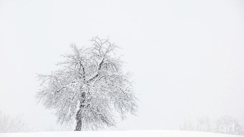 Standing Strong Apple Tree in a Blizzard 