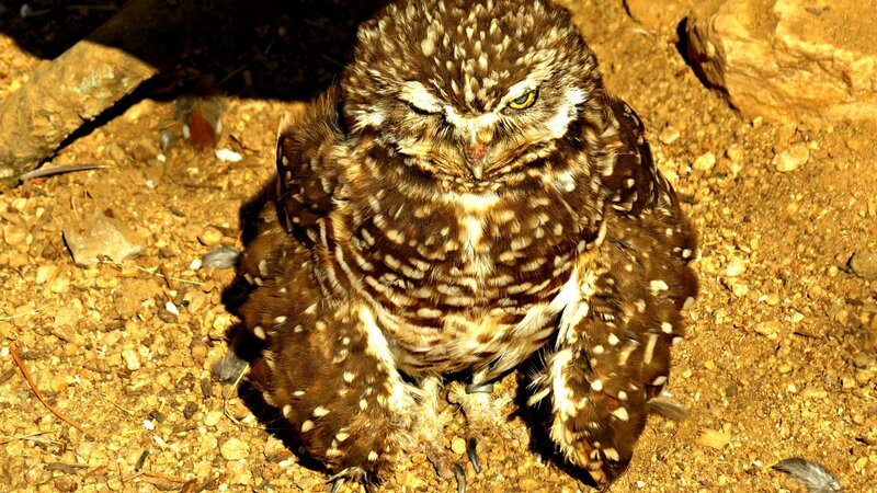 Burrowing Owl