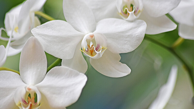 White Orchids - Phalaenopsis Aphrodite 'Motes', by Sundos J. Schneider