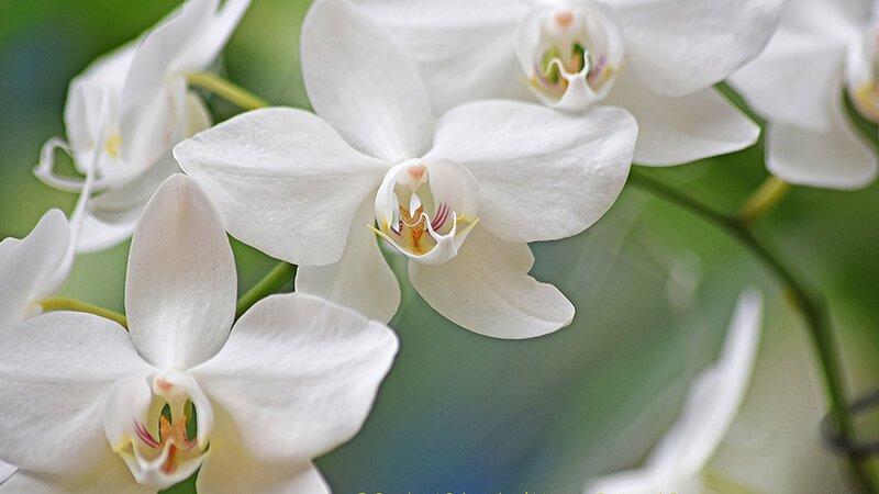 White Orchids - Phalaenopsis Aphrodite 'Motes', by Sundos J. Schneider
