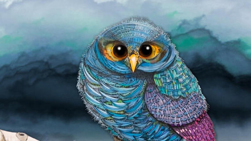 The Flammulated Owl, by Brooke Connor