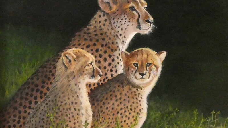 Cheetah Family