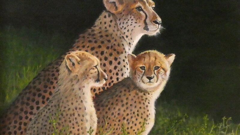 Cheetah Family